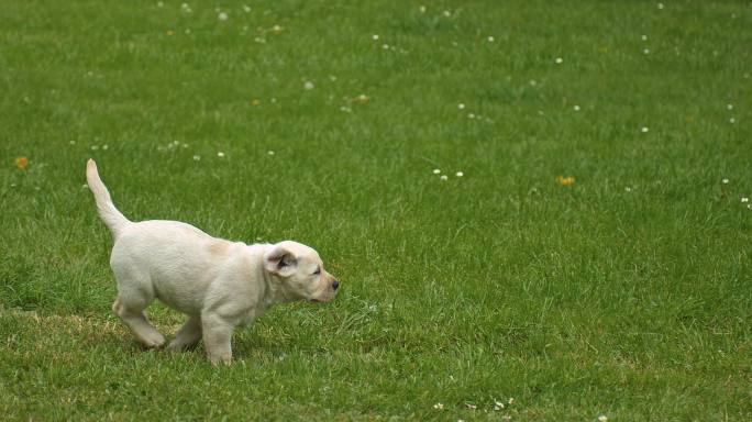 在草坪上奔跑的小狗