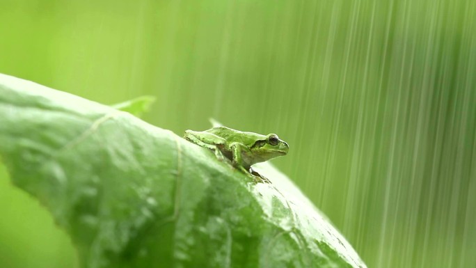 绿叶上的一只蛙雨中池塘荷塘绿色