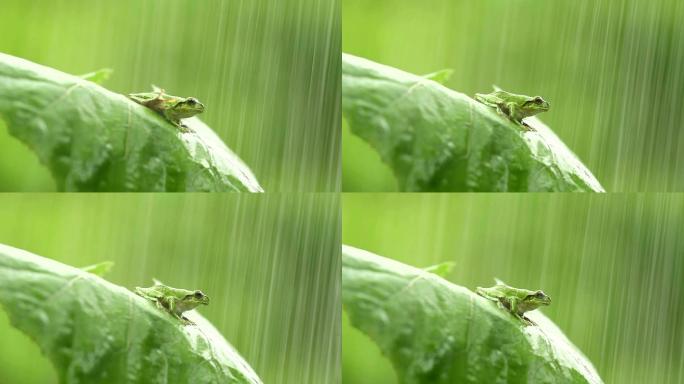 绿叶上的一只蛙雨中池塘荷塘绿色