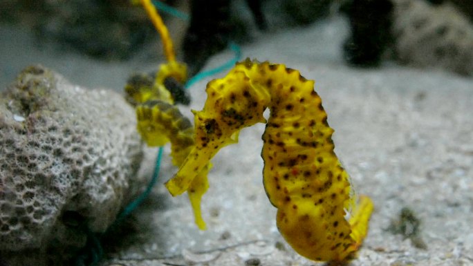 黄色多刺海马水生生物