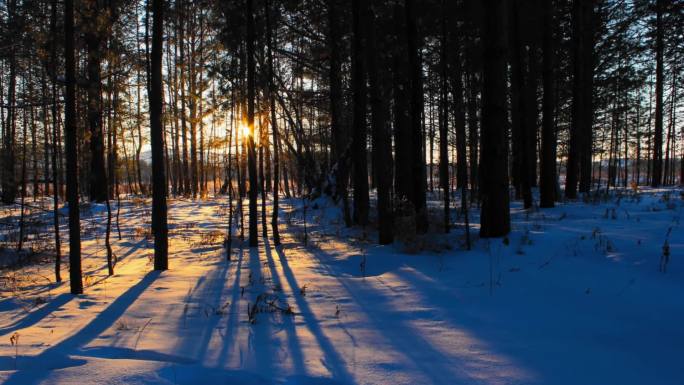 冬天森林日出光影