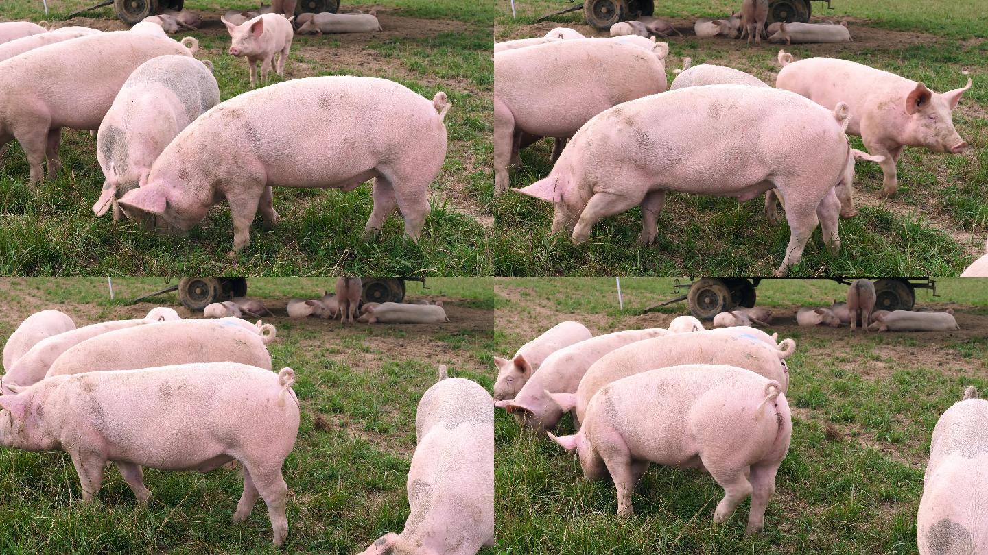 草地上的一群猪产地基地产业饲养畜牧养殖