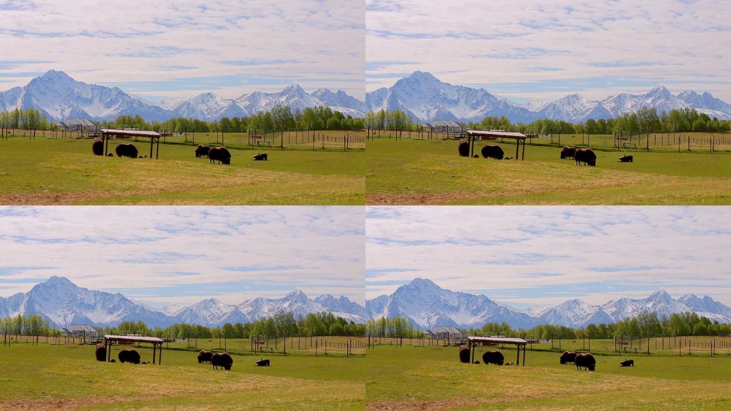 阿拉斯加山区的麝牛农场