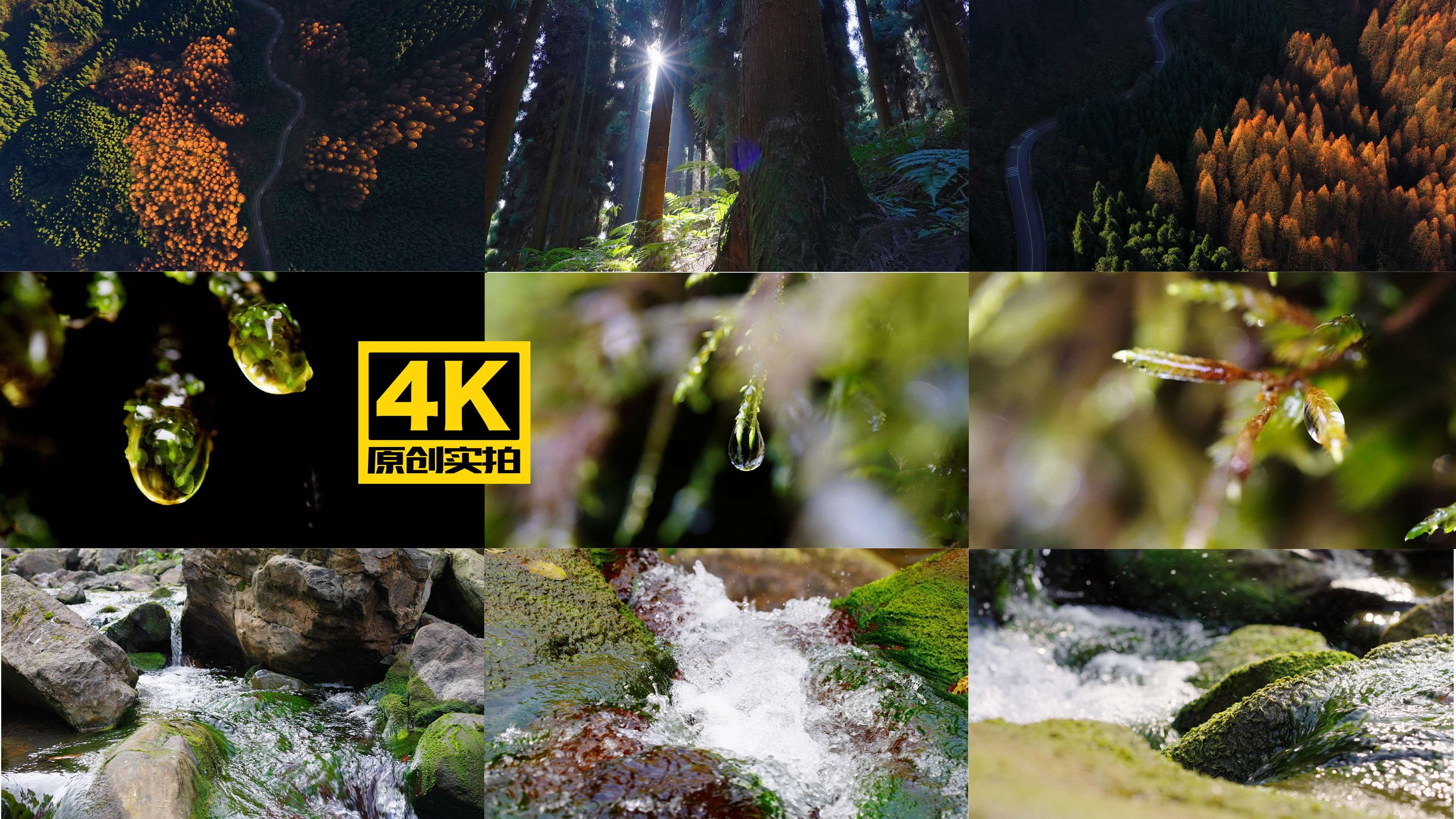 森林 樹林 陽光 植物 水滴 水流 溪流