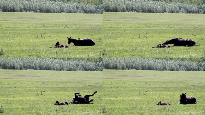 马在翻地野外放松打滚