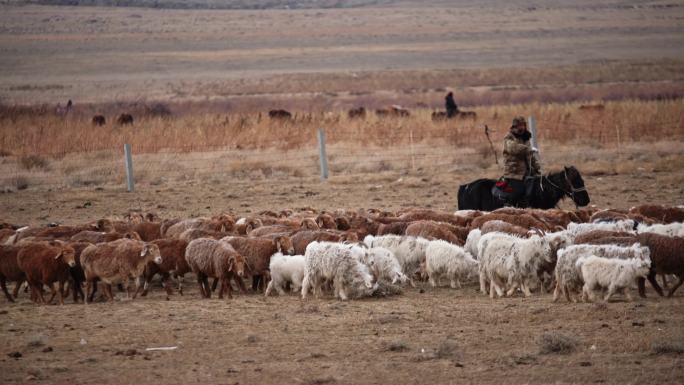 喀纳斯草地放羊