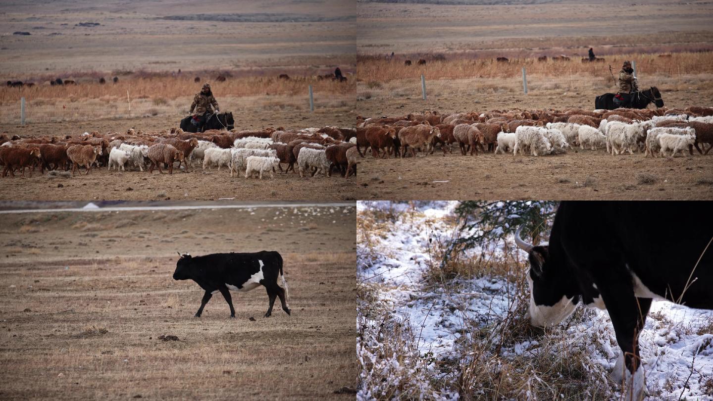喀纳斯草地放羊