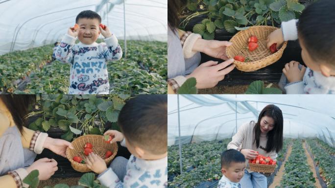 4K一家人开心地摘草莓温馨唯美画面