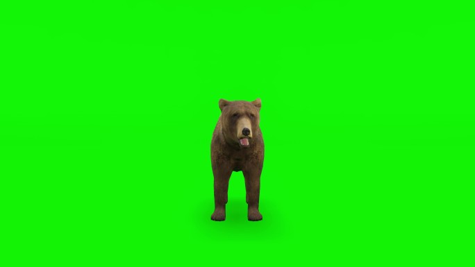 棕熊在绿色背景上攻击