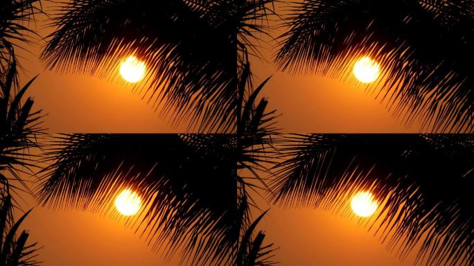 夕阳下的棕榈树三亚厦门青岛风景海南海岛