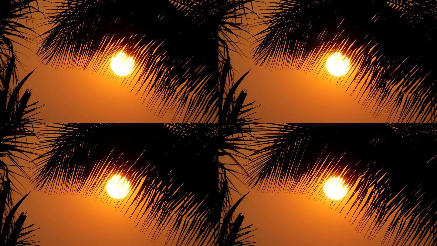 夕阳下的棕榈树三亚厦门青岛风景海南海岛