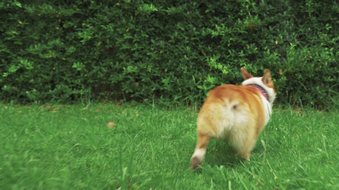 柯基犬在草地上奔跑