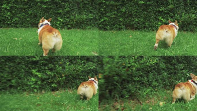 柯基犬在草地上奔跑