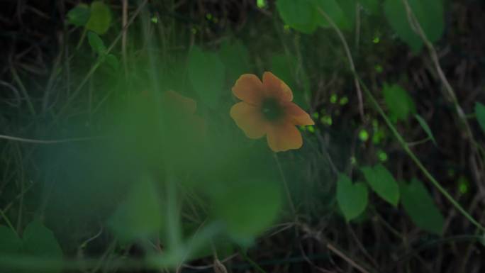 彩色牵牛花围墙