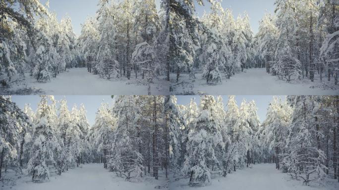 被雪覆盖的松林林海雪原森林雪景雪地