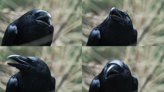 黑乌鸦的在森林里尖叫