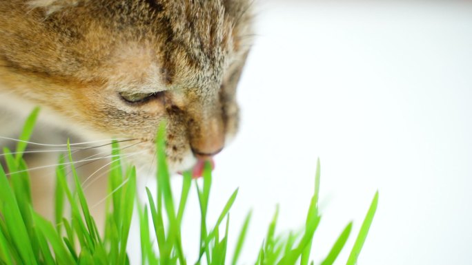 猫吃新鲜的绿草猫草猫咪吃草