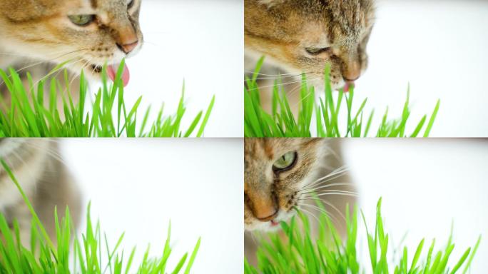 猫吃新鲜的绿草猫草猫咪吃草
