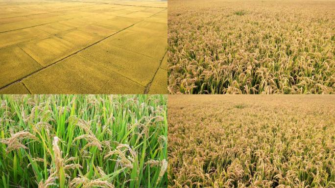 稻田、水稻、粮食、丰收、生态农业、大米