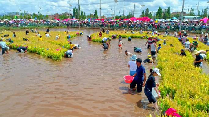 建国70周年沙堤村彩色水稻丰收节航拍