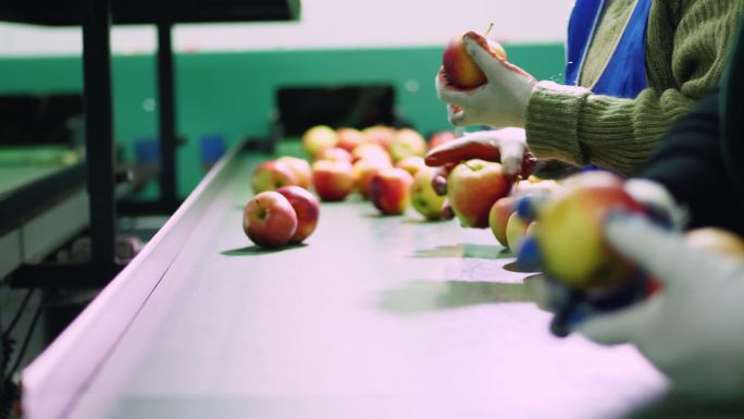 苹果加工厂，戴着手套的工人分拣苹果