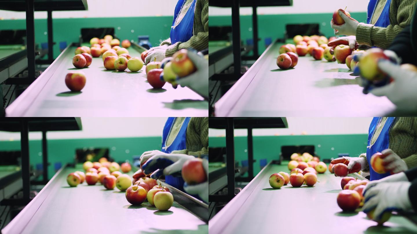 苹果加工厂，戴着手套的工人分拣苹果
