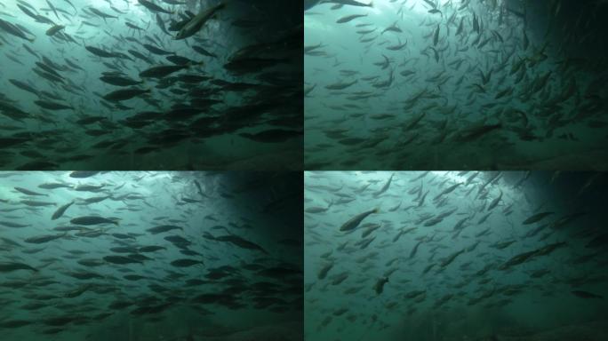 在浅水区的水下游动的大型黑鳕鱼