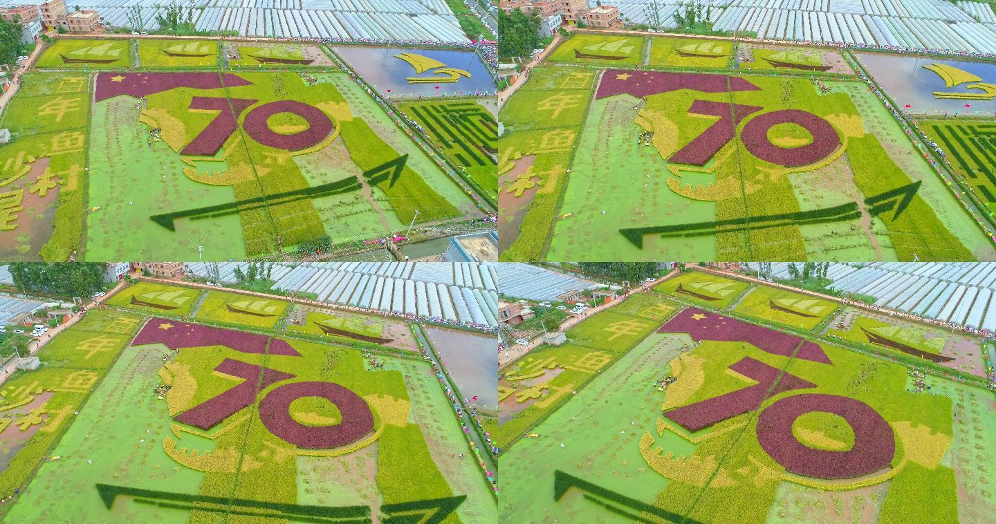 建国70周年沙堤村彩色水稻丰收节航拍