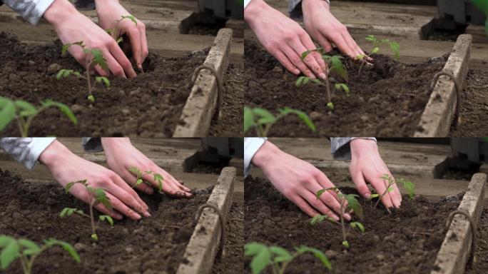 农民的双手西红柿苗子栽培植物-种植