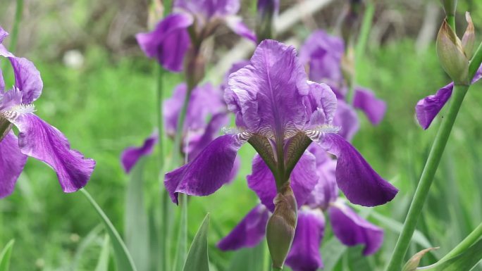 紫鸢尾花