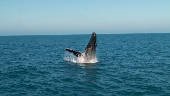 座头鲸大型哺乳动物跃出海面天际线