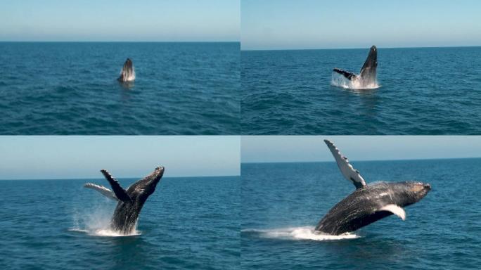 座头鲸大型哺乳动物跃出海面天际线