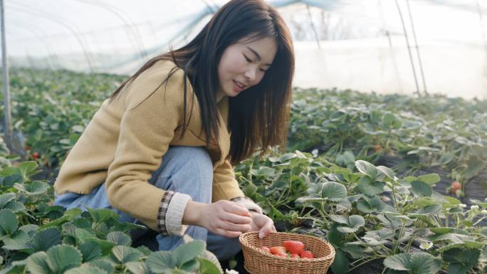 4K美女摘草莓唯美画面升格特写