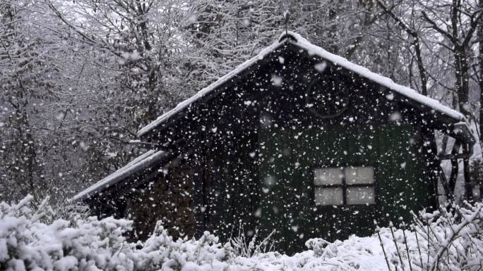 森林里的大雪