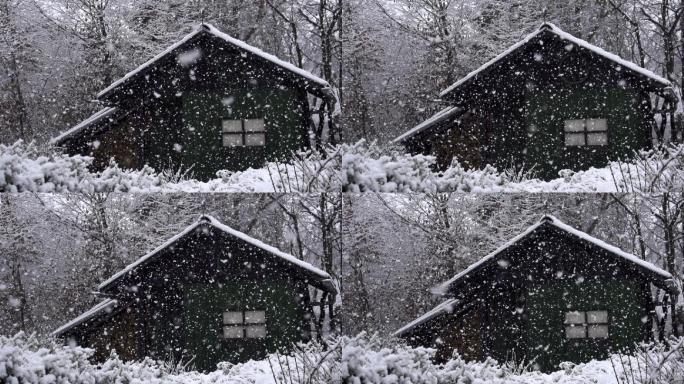 森林里的大雪