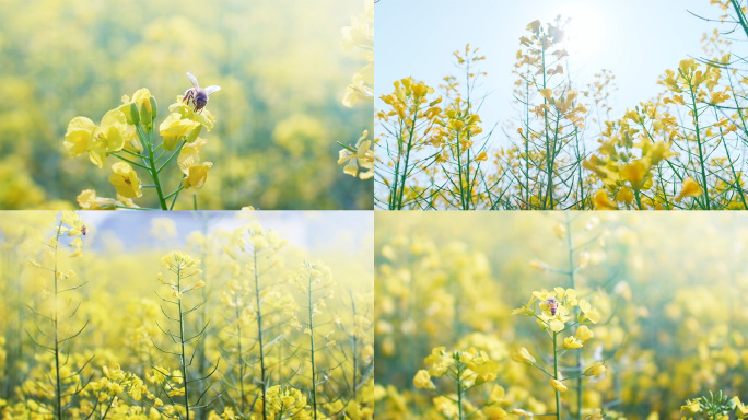 油菜花 惊蛰节气