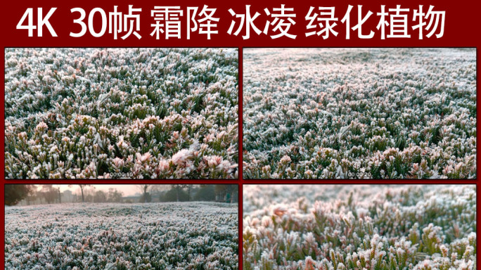 4K 霜降 冰冻 绿化植物
