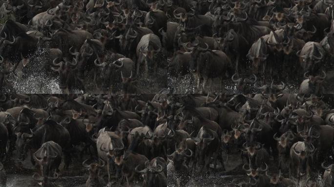 角马迁徙野生动物世界国家保护大自然非洲