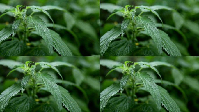 雨天的荨麻