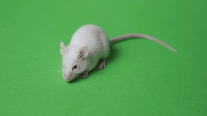 绿色背景上的老鼠实验室小白鼠实验小老鼠