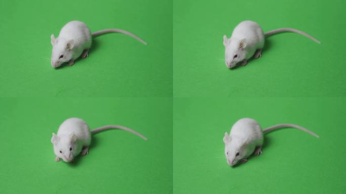 绿色背景上的老鼠实验室小白鼠实验小老鼠