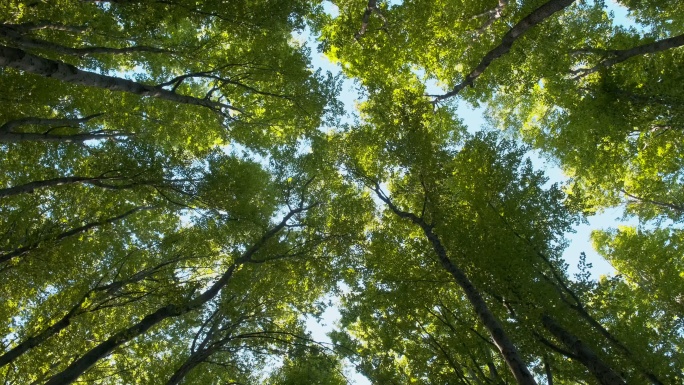 森林中摇摆的树梢的底视图。