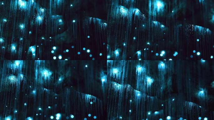 洞穴中的萤火虫发光