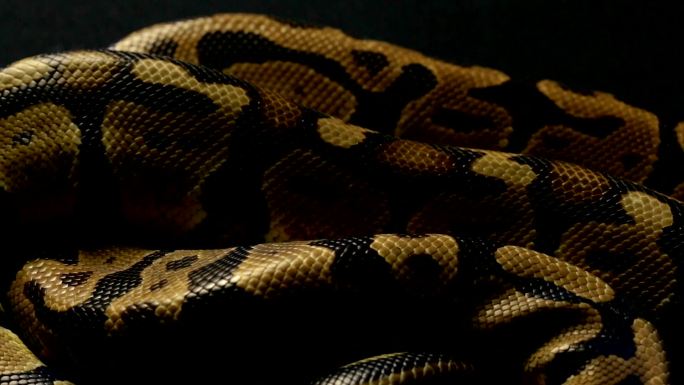 蛇皮背景印度大蛇实拍视频特写镜头
