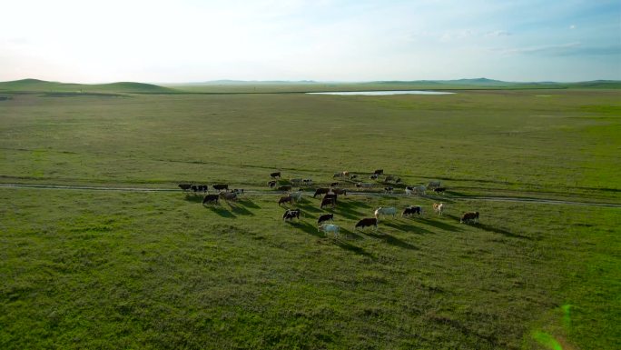 内蒙古草原  牛群