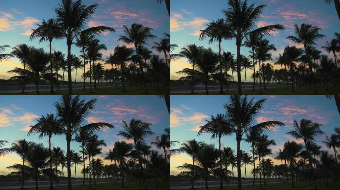 美国迈阿密海滩黄昏晚霞椰子树空镜