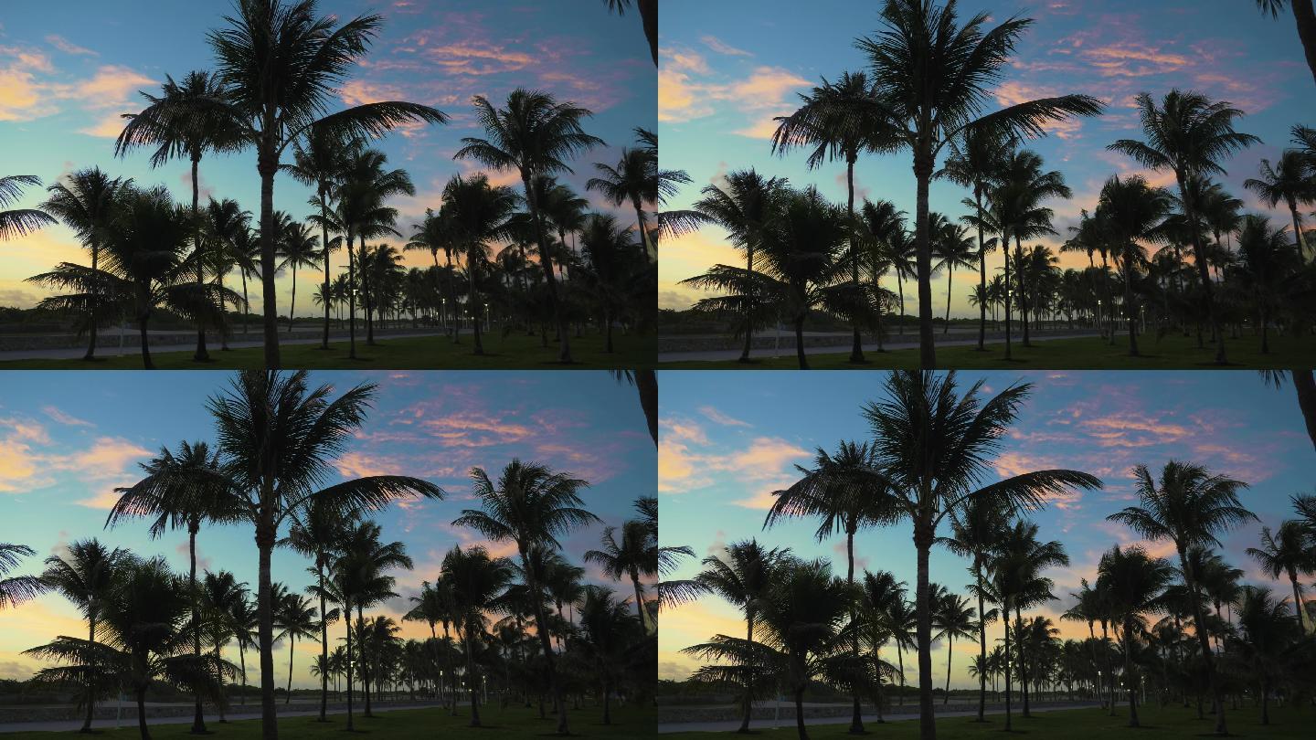 美国迈阿密海滩黄昏晚霞椰子树空镜