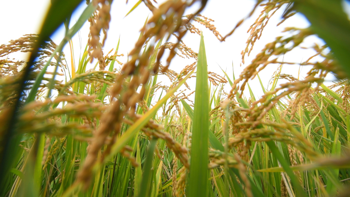 水稻、稻穗、大米、水稻种植、粮食产量