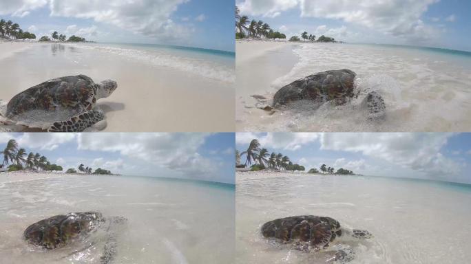 沙滩上的海龟大海游动乌龟生物海水海边