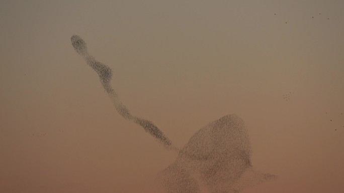 成群的椋鸟在天空中飞行